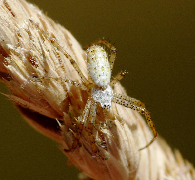 Stadi diversi di sviluppo di Argiope bruennichi